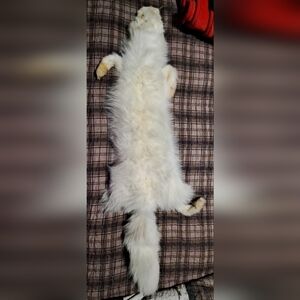 White Fur Arctic Fur Pelt